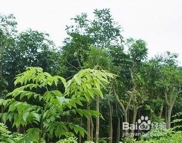 如何区分海南黄花梨木与越南黄花梨木 百度经验 如何区分海南黄花梨木与越南黄花梨木 百度经验