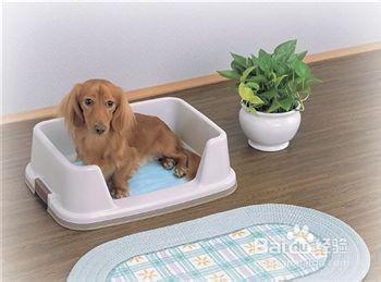 训练狗狗定点大小便的技巧