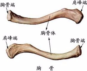 锁骨中点怎么定