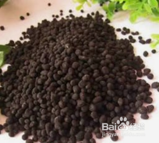 架豆角的种植方法和时间