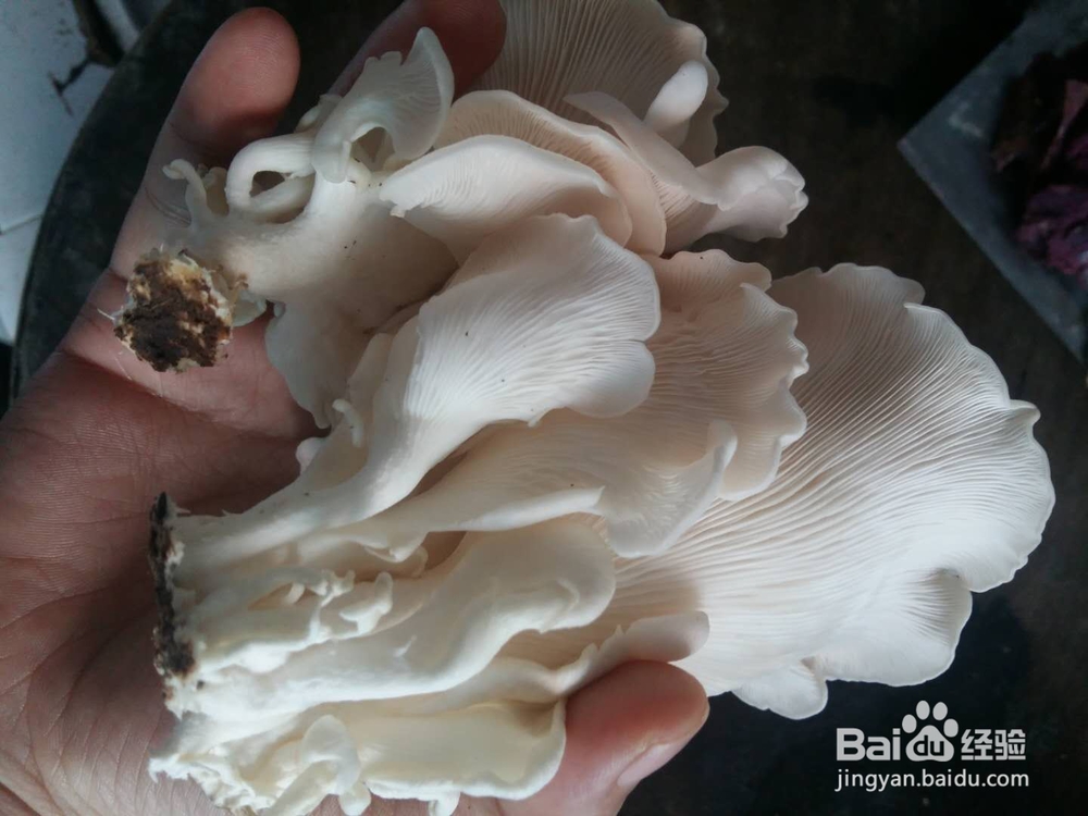 网上购买的蘑菇菌包如何种植，自己在家养蘑菇？