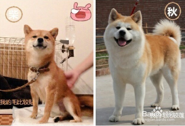 那些容易看出的柴犬与秋田犬的区别