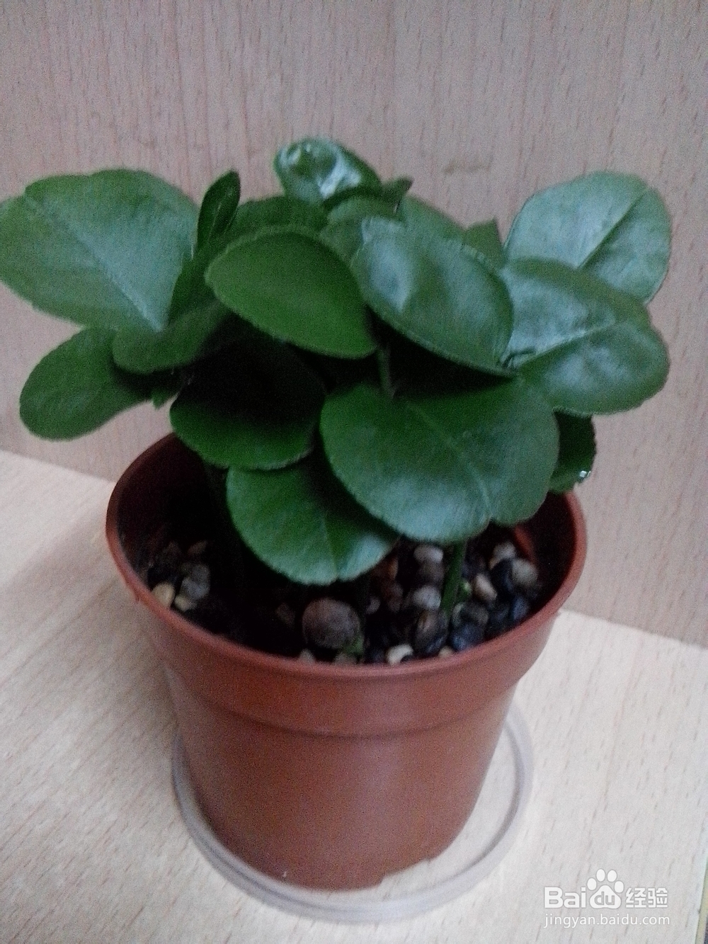 柚子、桂圆、火龙果，都可以变成有趣的盆栽