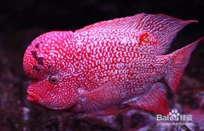 罗汉鱼要怎么养