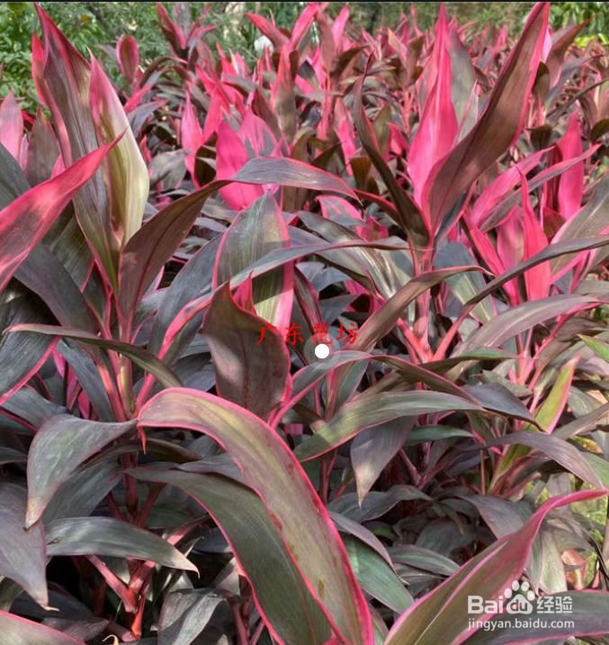 朱蕉红铁树怎么养