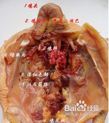 美国短毛猫有哪些禁止食用的食物