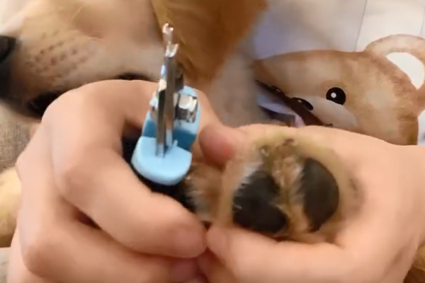 帮金毛犬剪指甲该如何剪