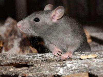 老鼠钻进米缸米还能吃吗