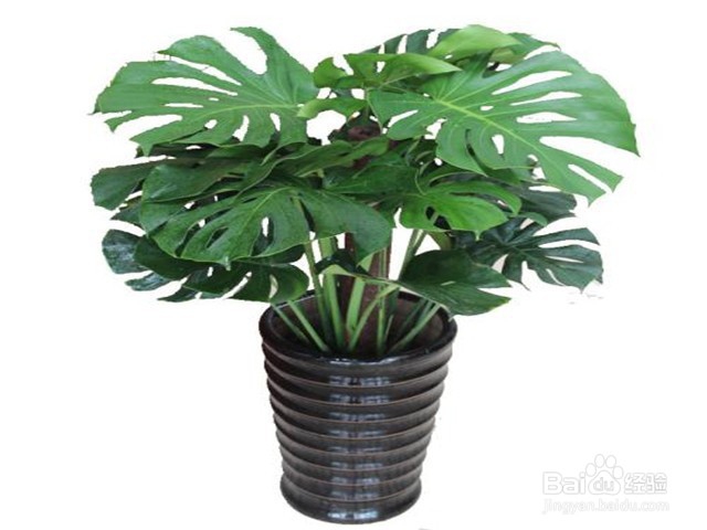 家里放什么花可以吸走甲醛?