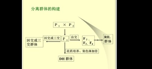 分子植物育种什么水平
