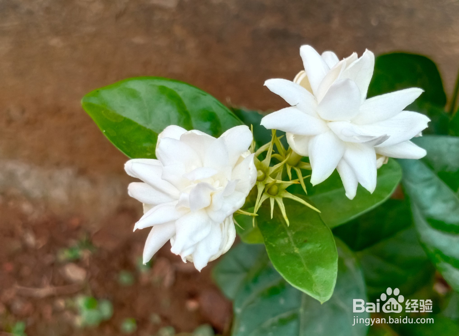 栀子花怎么养才能养活