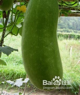 适当“食疗”帮身体降温