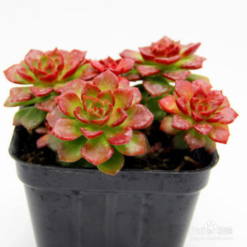 蒂亚的养殖方法与注意事项