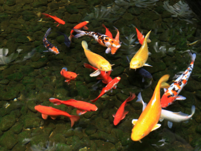 红鲤和锦鲤的区别是什么