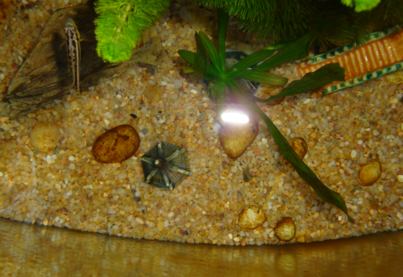 鱼缸壁上为什么总是起一些黄斑，怎样去除