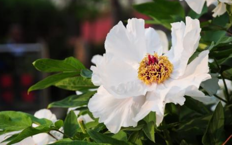 白芍怎么种植