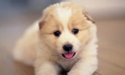 小狗吃撑了怎么办