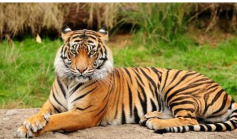 老虎会把猫当成幼崽吗