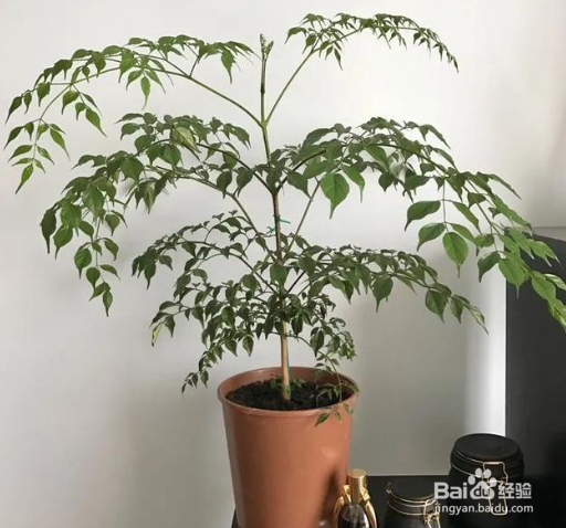 幸福树叶子发黑掉叶子怎么挽救