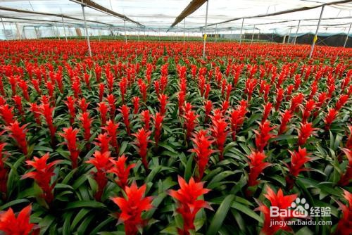 凤梨的养殖方法