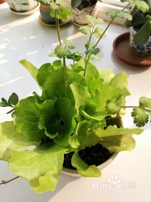 丰盛早餐卷饼的做法