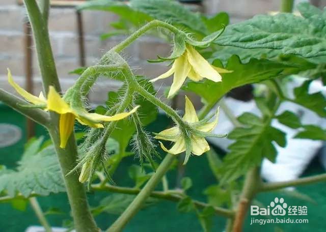 农村田间的蔬菜,开花原来这么美