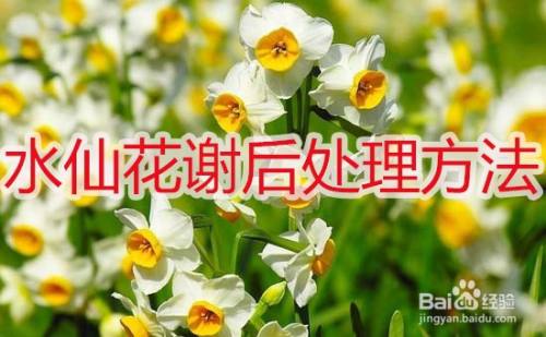 水培水仙花花谢后处理的方法 百度经验