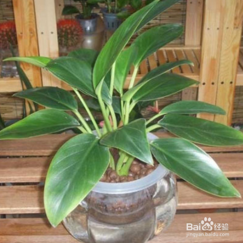 为什么家里养的金钻叶子外卷了？