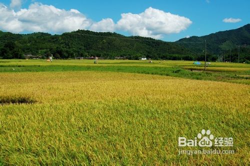 深圳金叶子温泉、南昆山国家森林公园二天游