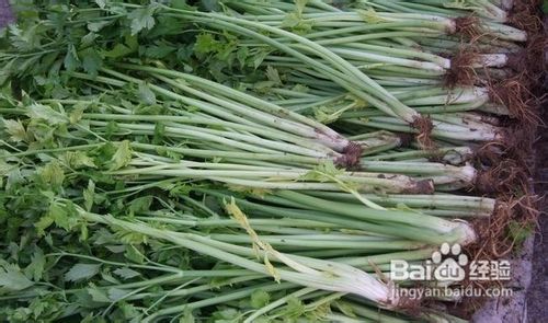 瘦腿食谱 日常瘦腿7部曲 轻松吃出美腿