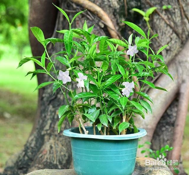 丁香花怎么养家庭养法