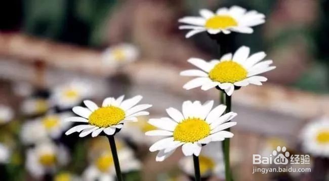 养猫家庭适合养的植物