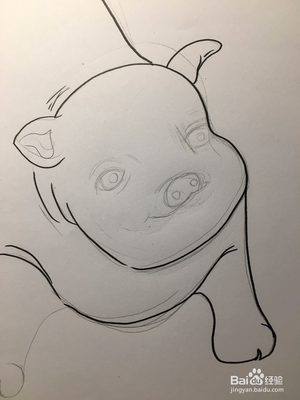 教你画一只萌萌的肥猪 猪年简笔画猪