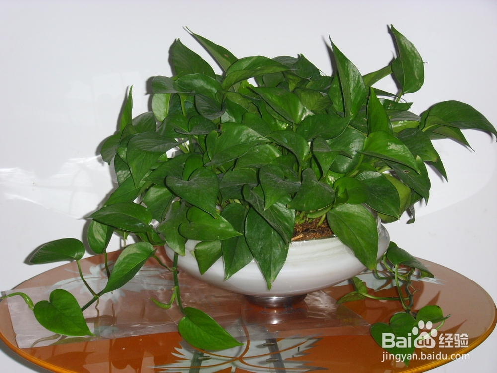 环保 室内环保 哪些植物有利于净化空气