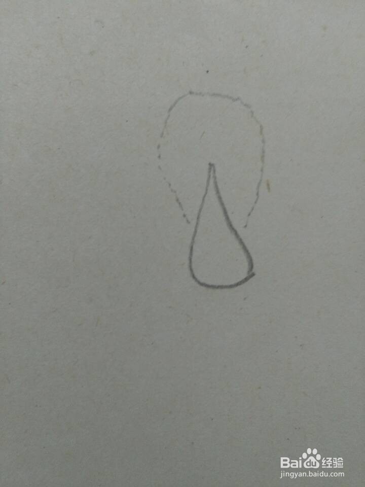 简笔画——白菜