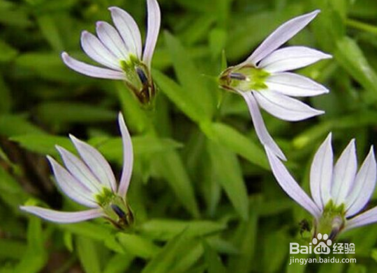 半边莲的养殖方法和注意事项