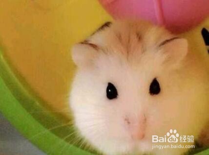 仓鼠粮食怎么保存