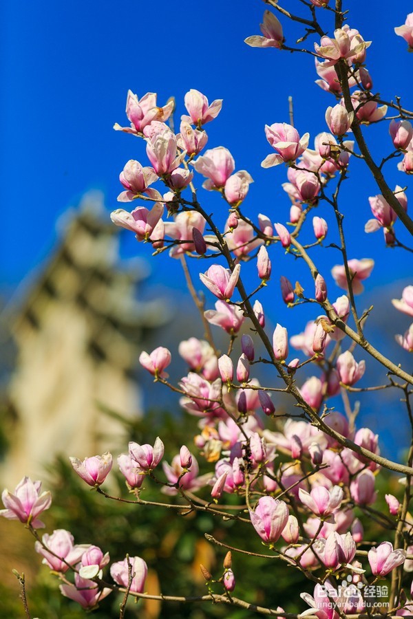 哪里油菜花不好看,为何要去婺源,给你一个答案
