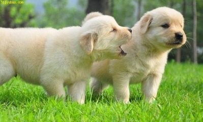 金毛下崽了怎么卖掉