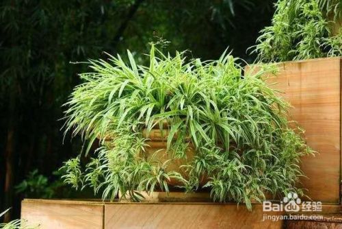 植物总是养不好，将它剃头，让它重新恢复生机！