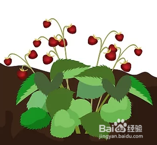 种草莓如何选草莓