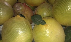 生活小常识（如何挑选美味可口的柚子）