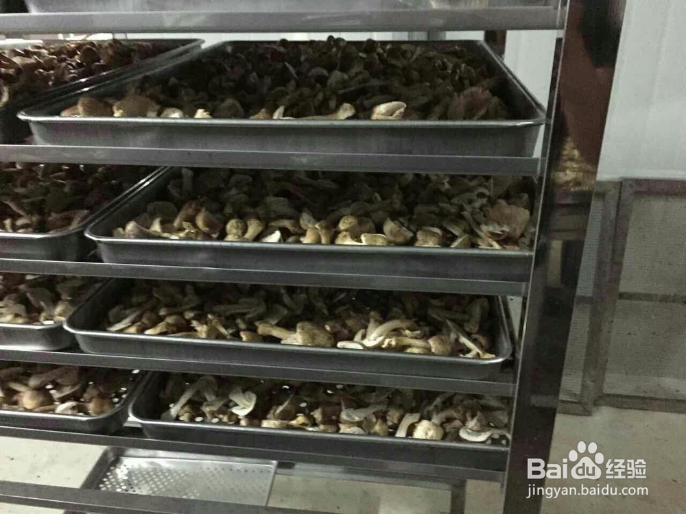 空气源高温热泵烘干机应用在香菇烘干的工艺流程