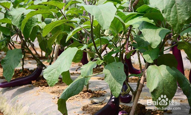茄子抗重茬的防治方法