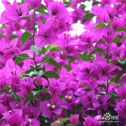 三角梅叶子一碰就掉的原因和解决方法