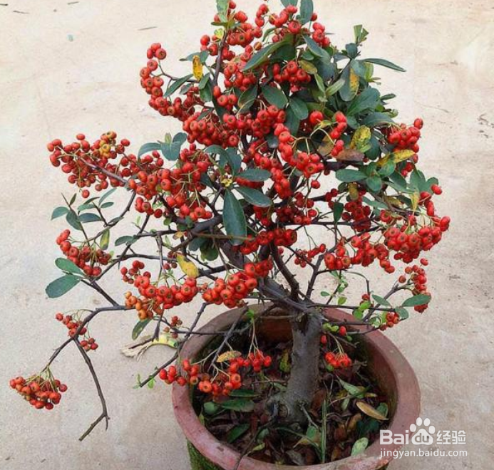 火棘下山桩怎么栽培