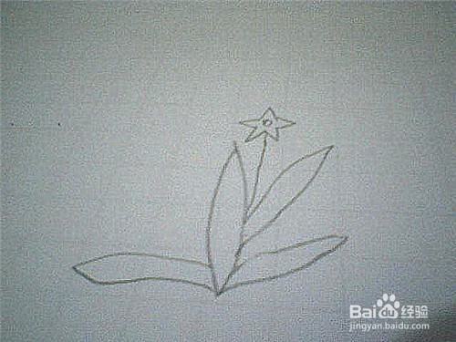 简笔画水仙花的画法