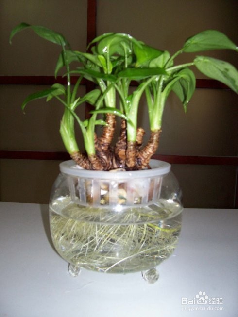 滴水观音 水培方法