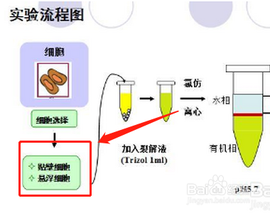 分离核糖体的实验步骤