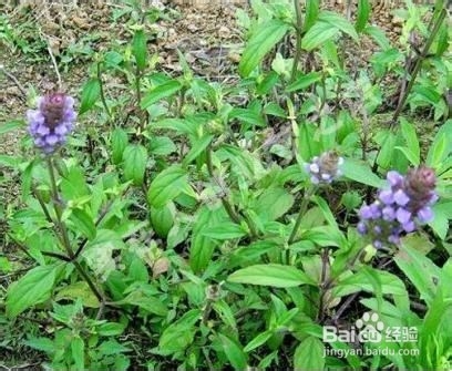 怎样用我们身边即有的物品治疗伤风着凉和上火？